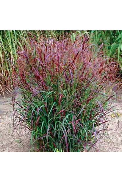 Листья проса скво с красноватым оттенком осенью.